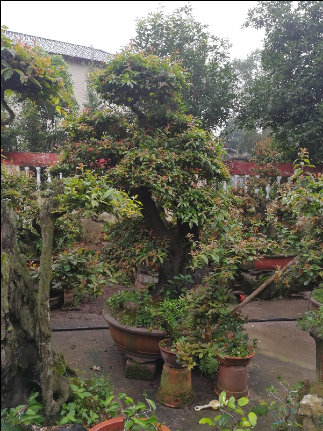 金弹子开花是母桩还是公桩,金弹子原生母桩开的花是什么样子