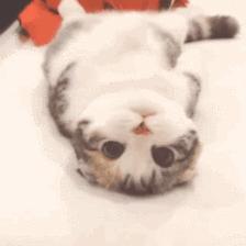 从十四万家咖啡馆中脱颖而出，猫咖是如何让人上瘾的？