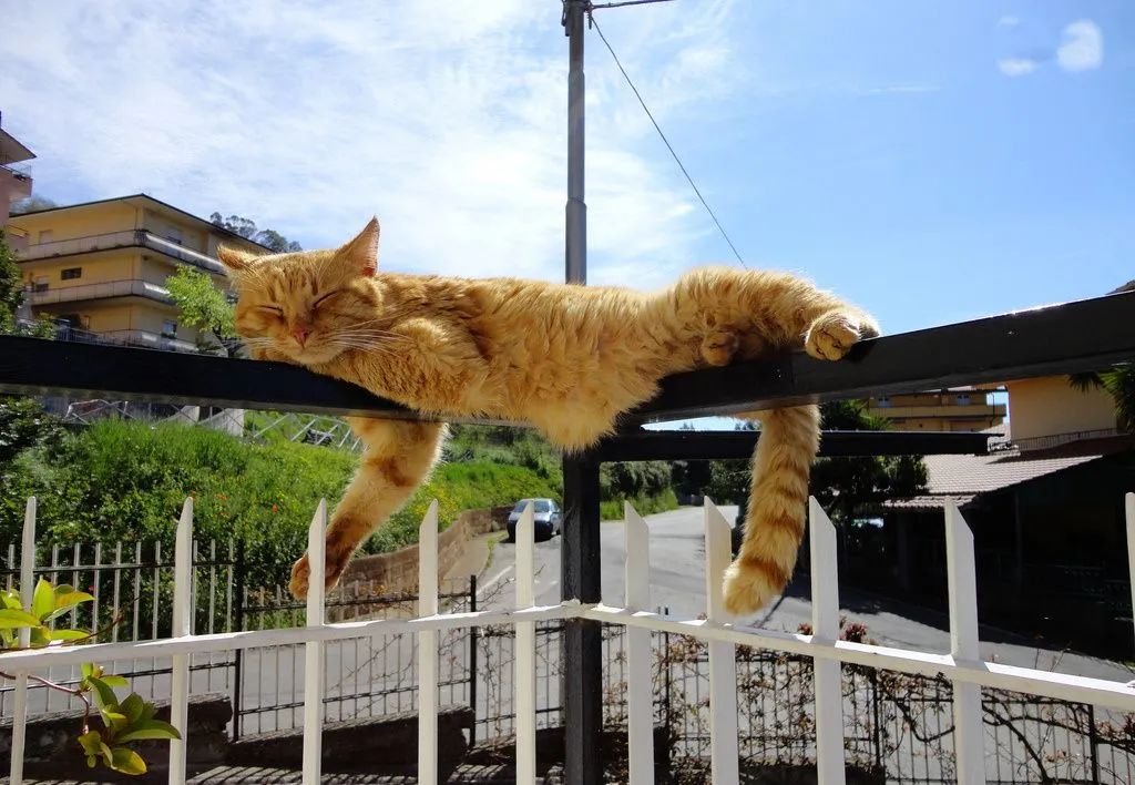 憋住不准笑大全,猫咪奇葩睡姿成精了