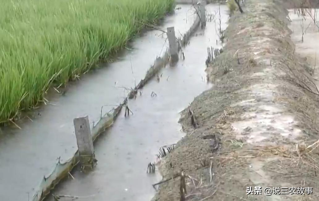 稻蛙鳅套养模式,稻鳅共生养殖稻田建设