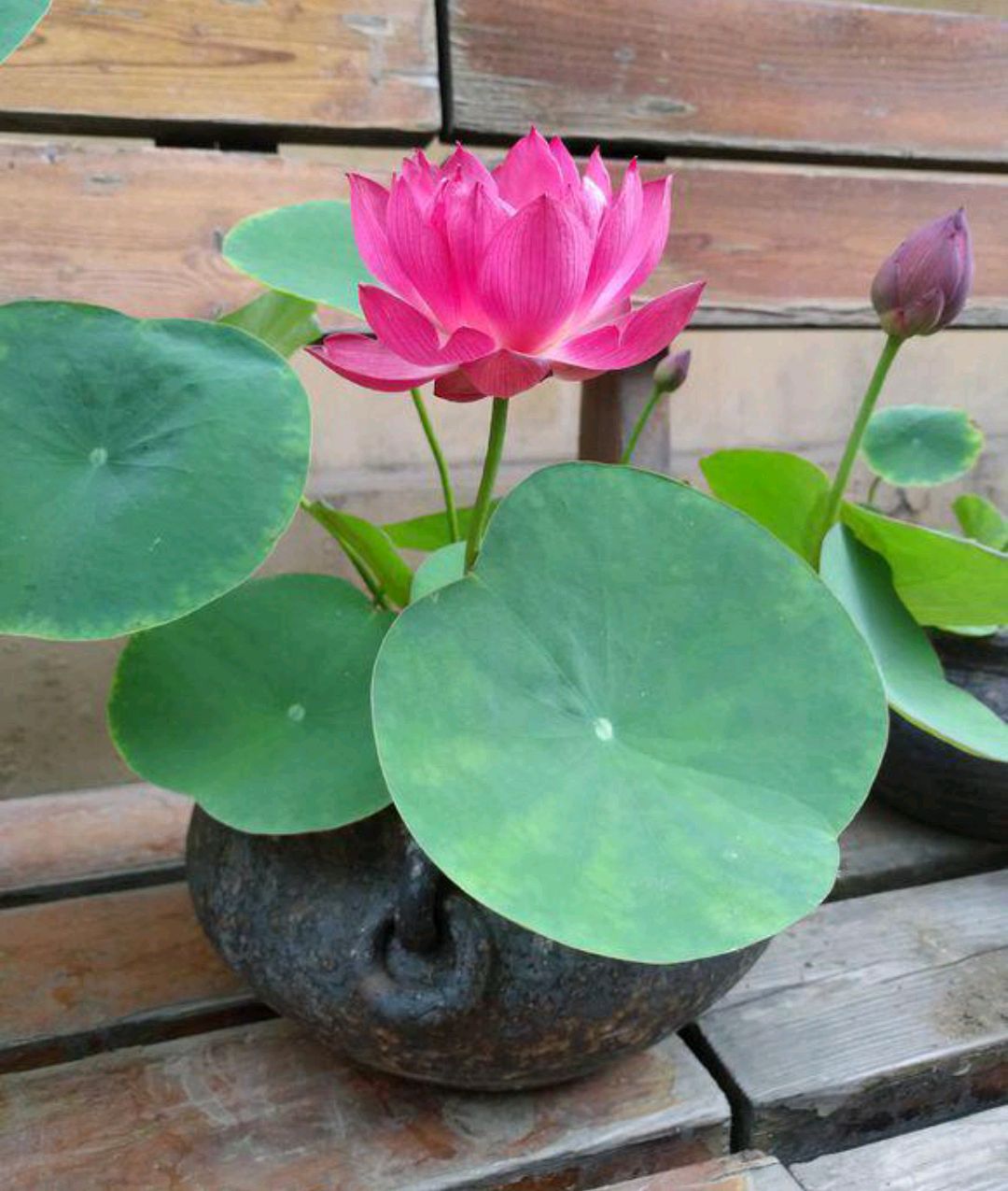 人养花花,人养花花养人哪些花养人