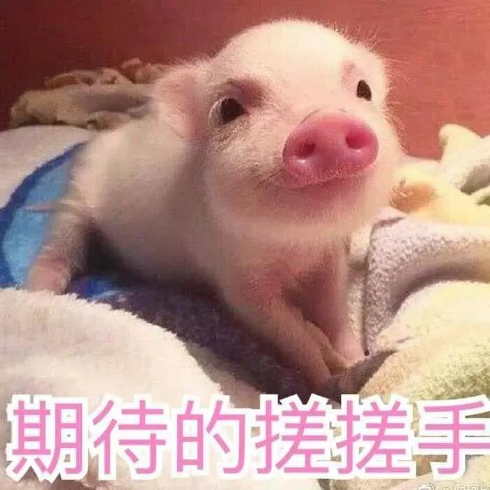 向日葵花海打卡网红地双流,成都向日葵花海拍照攻略