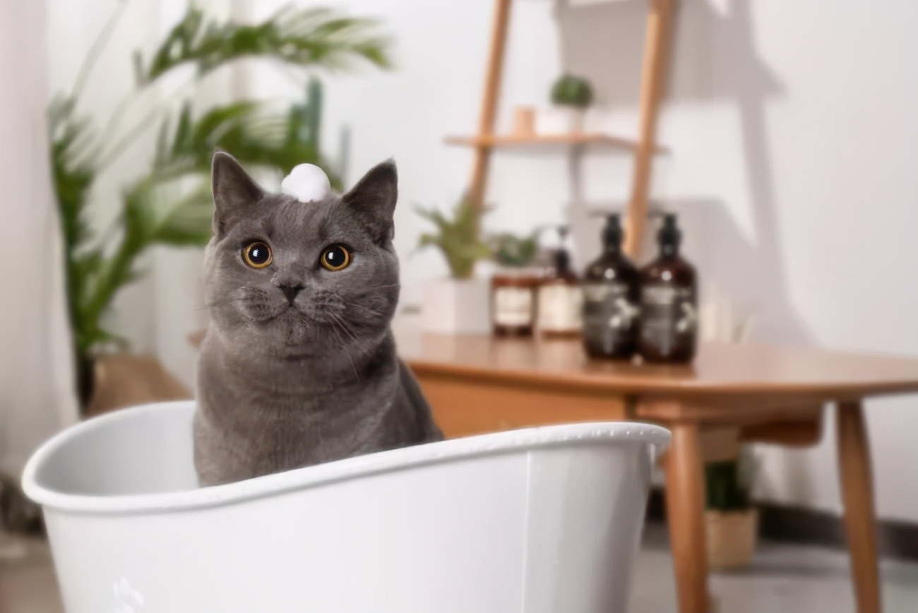 猫咪面相,猫咪面相测试