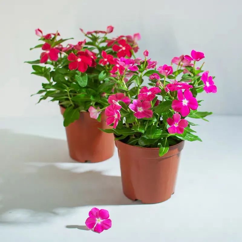 “开花机器”长春花冬天有“5怕”，避开了才能越养越精神