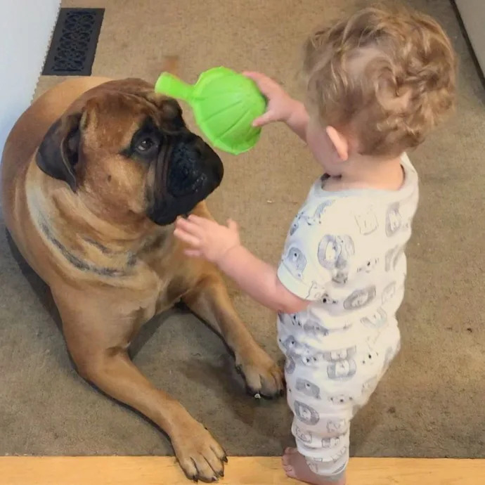 狗狗叼着玩具哼哼唧唧表示什么,狗狗把玩具叼过来却不给主人玩