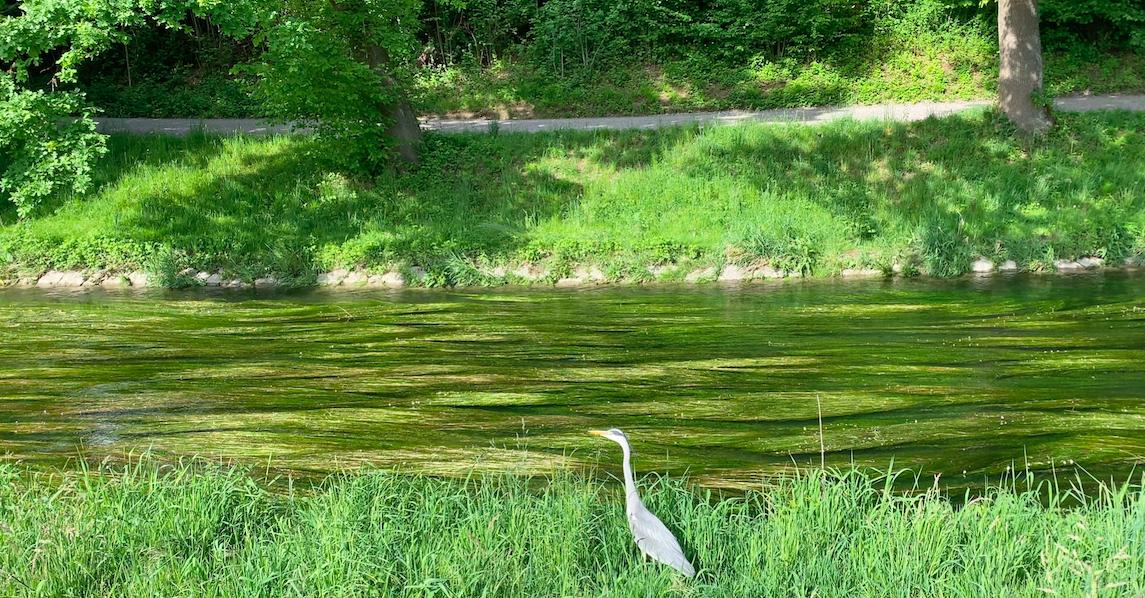 瑞士和迪拜哪个有钱,瑞士人有钱吗