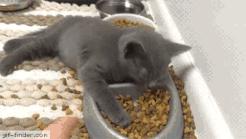 宠物猫容易患心脏病有根据吗,猫心脏病犯了能活多久