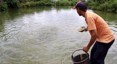 鲤鱼烂鳃烂鳍,鲤鱼急性烂鳍症状图片