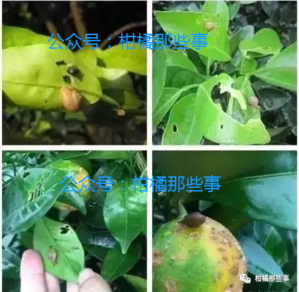 安徽柑橘保花保果的措施有哪些,丰收期柑橘促梢和保果必看