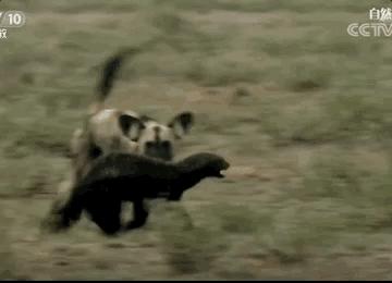 全球最无所畏惧的平头哥,世界上谁能打败平头哥