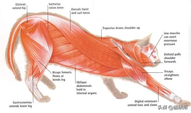 猫咪绝育正切痛还是侧切痛,猫咪绝育是切蛋还是切鸡
