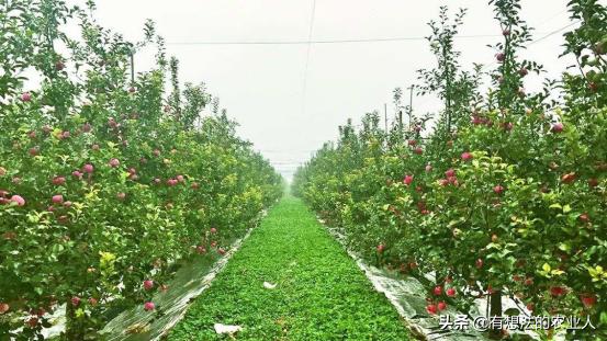 怎样种荔枝果树成活率高,冬天种什么果树成活率高