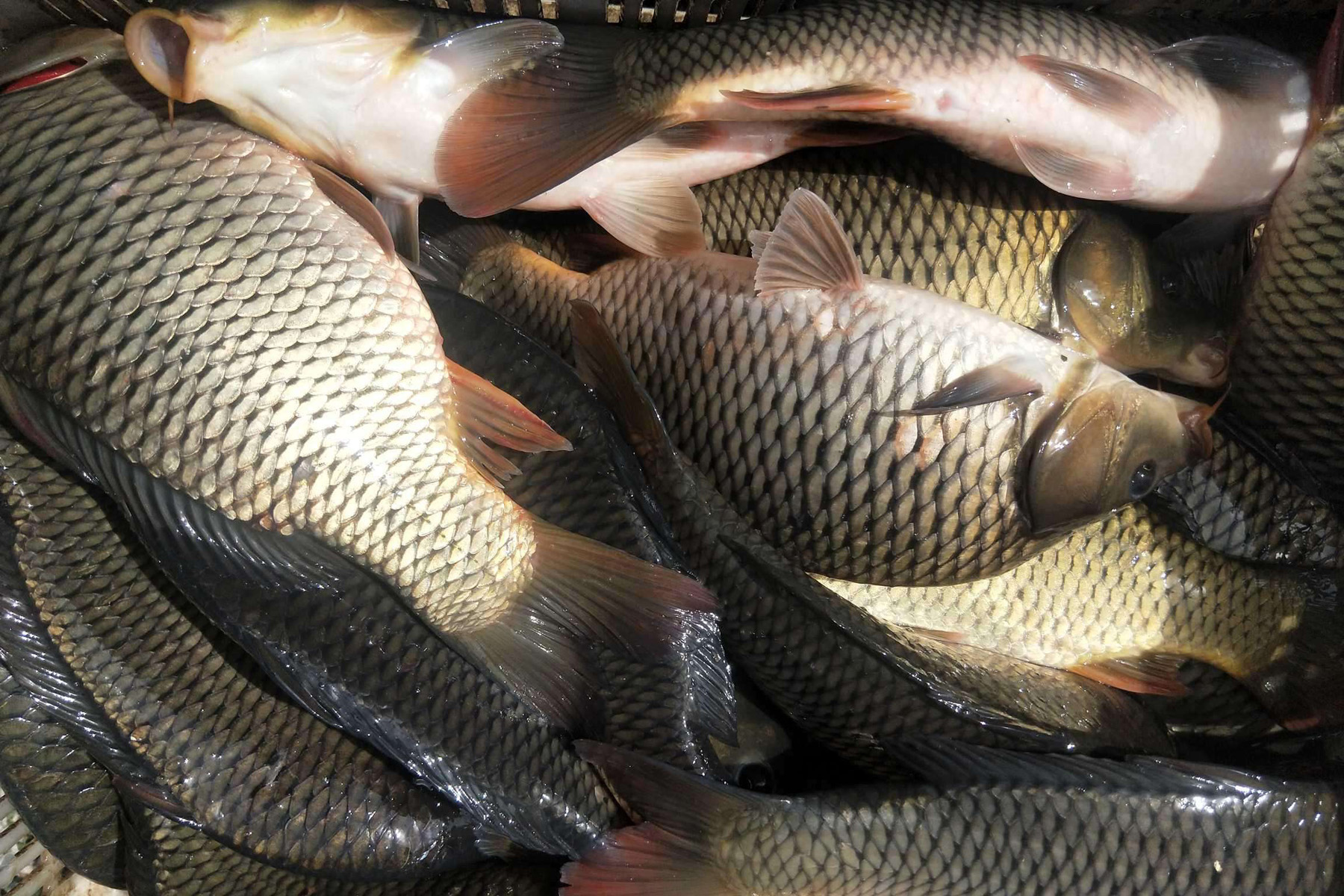 钓鲤鱼用什么饵料最好加小药,钓鲤鱼饵料加什么小药好
