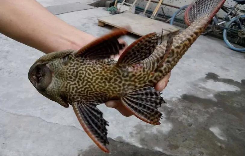 清道夫鱼是垃圾鱼吗,清道夫讨厌什么东西