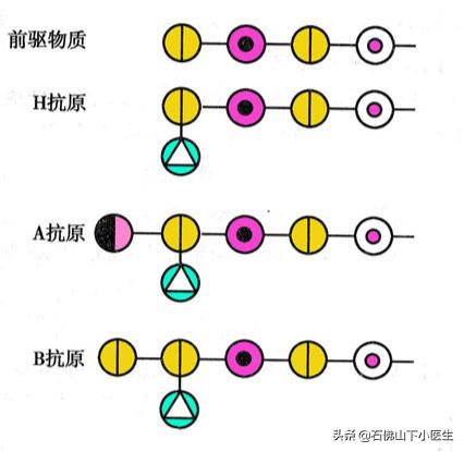 abo血型系统中什么血型最好,血型里面什么血型最好