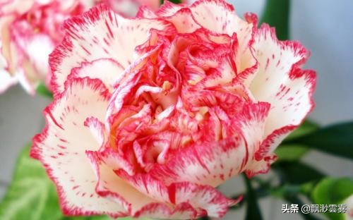 女婿没有赡养岳父母的责任和义务吗,生养女儿的父母怎么办?