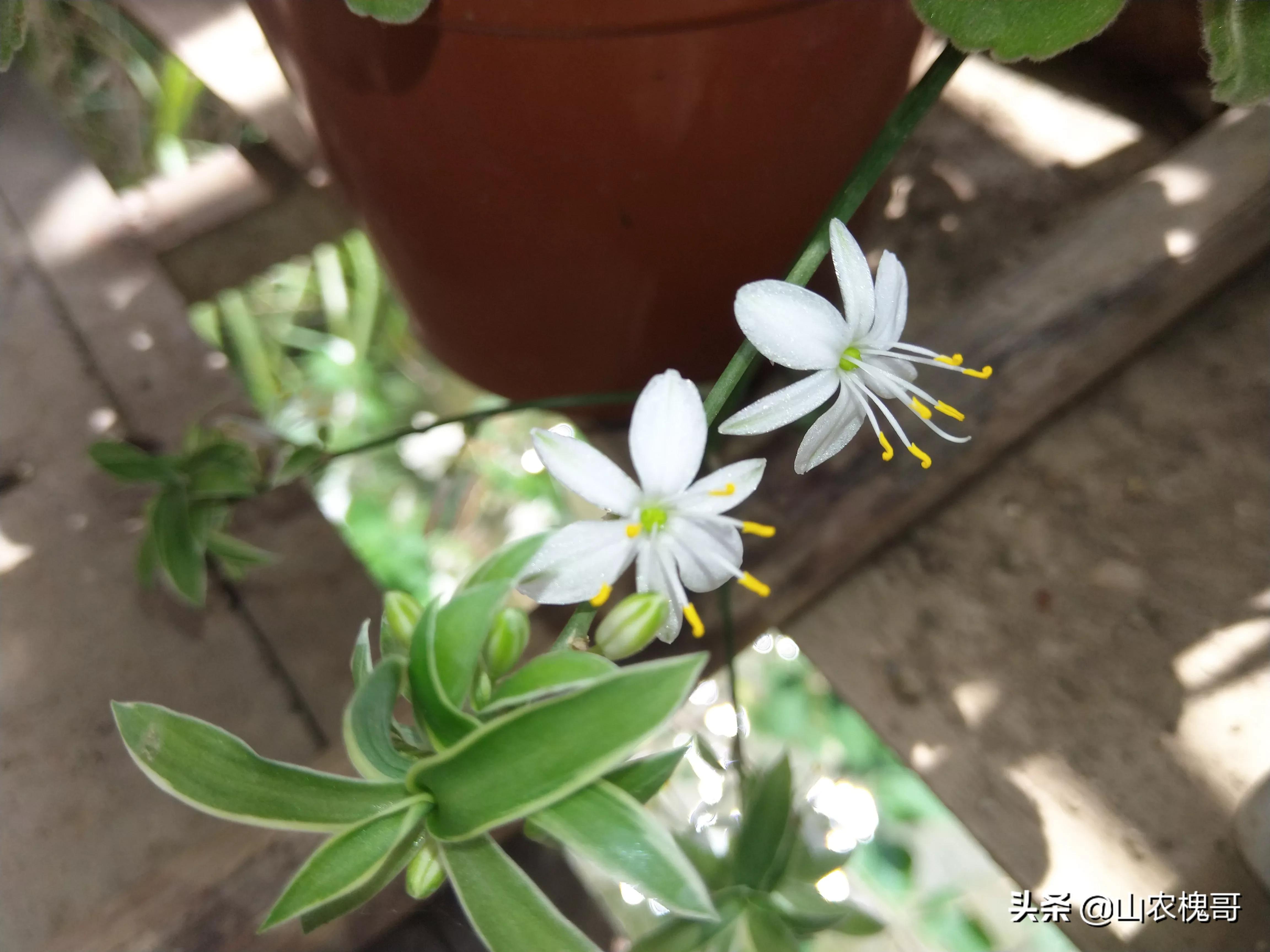 吊兰怎么养又亮又好看,吊兰绿植可以室内养吗