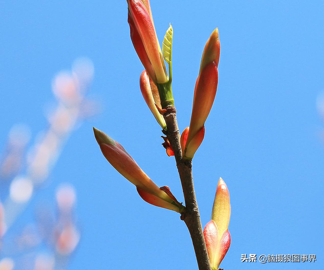 春天拍摄的绿叶怎么拍,春天的花朵怎么拍摄照片
