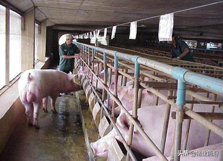 如何给母猪配种，配种成功率更高？看专业人士分享母猪配种经验