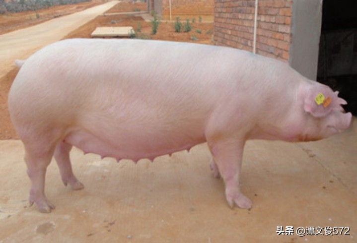 母猪怀孕的正确处理方法,母猪怀孕100天了乳腺发育不好咋办
