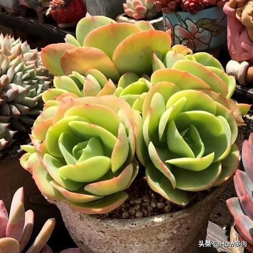 碧桃多肉老桩状态,碧桃多肉老桩怎么养出状态