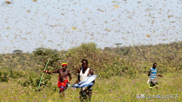 灭蝗最好的克星,灭蝗灾吃蚂蚱
