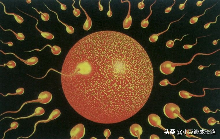 胎儿性别从哪一刻决定的,胎儿性别一刻就决定了吗