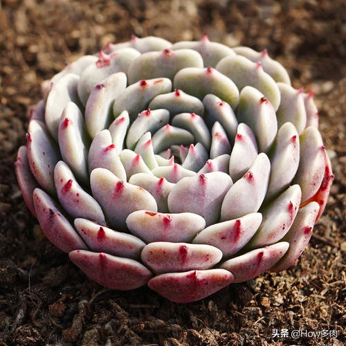 多肉植物华丽风车的栽培,夏天高温盆栽植物