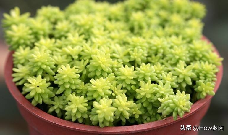 黄金万年草徒长了怎么办,万年草徒长了怎么挽救