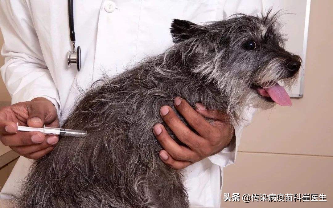 被猫咬伤了轻微出血会有事吗,猫没有狂犬病抓出血了会传染吗