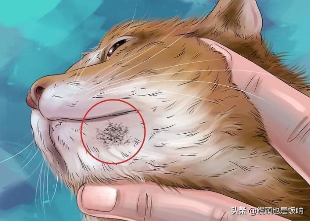 猫黑下巴治疗方法视频,猫黑下巴怎么治疗用什么药