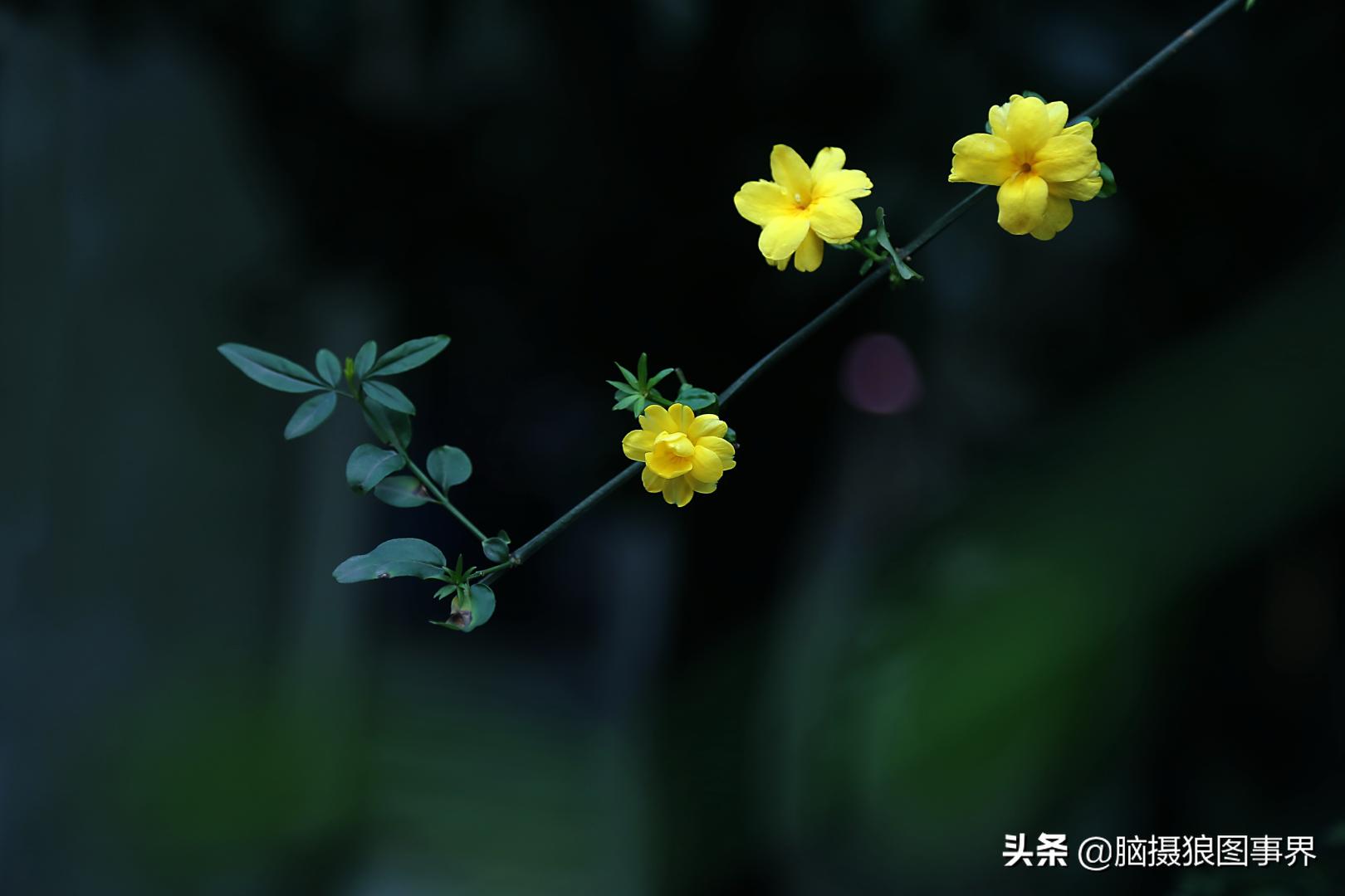 春天拍摄的绿叶怎么拍,春天的花朵怎么拍摄照片