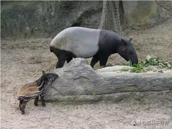 这种长着象鼻子,形似大肥猪的奇特动物,历史上曾在我国广泛分布