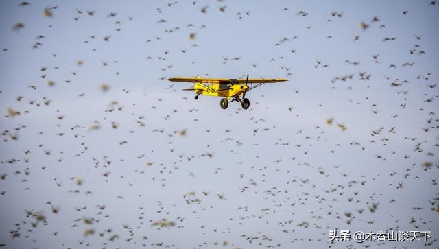 灭蝗最好的克星,灭蝗灾吃蚂蚱
