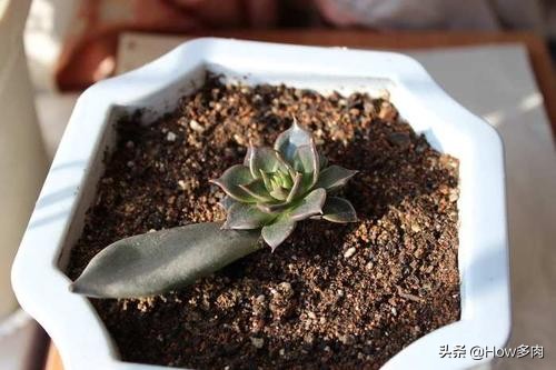 普货中的经典款，自带神秘暗黑属性的多肉植物：黑王子多肉植物