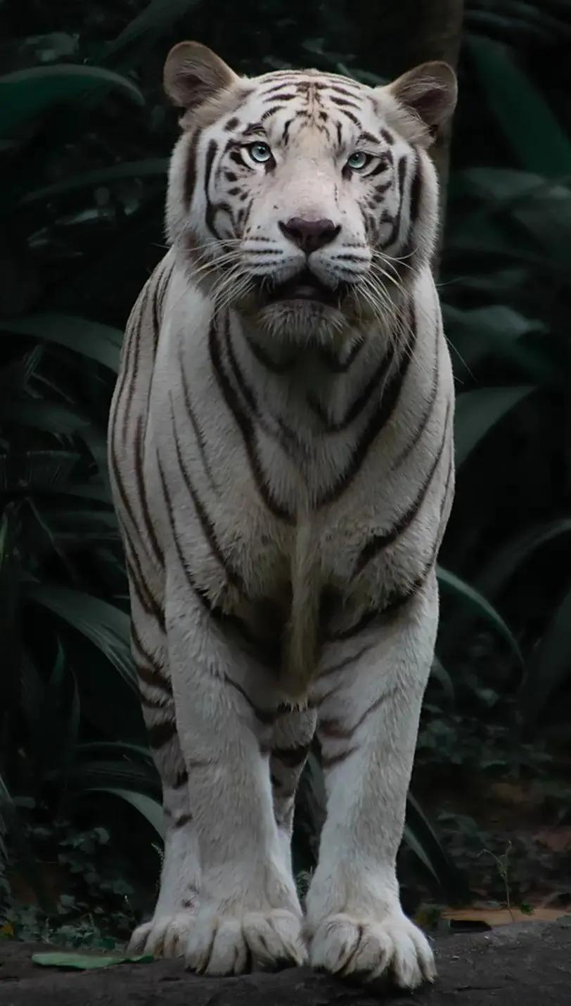 猛虎潜深山长啸自成风出自哪里,猛虎潜深山长啸自生风打一生肖