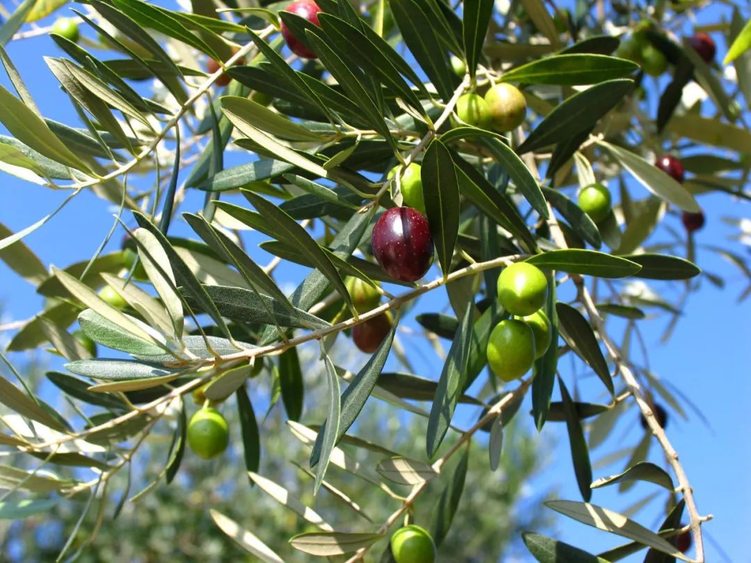 鏃ユ湰灏忎紬鍝佺墝,鍐烽棬鏃ユ湰灏忎紬鍝佺墝