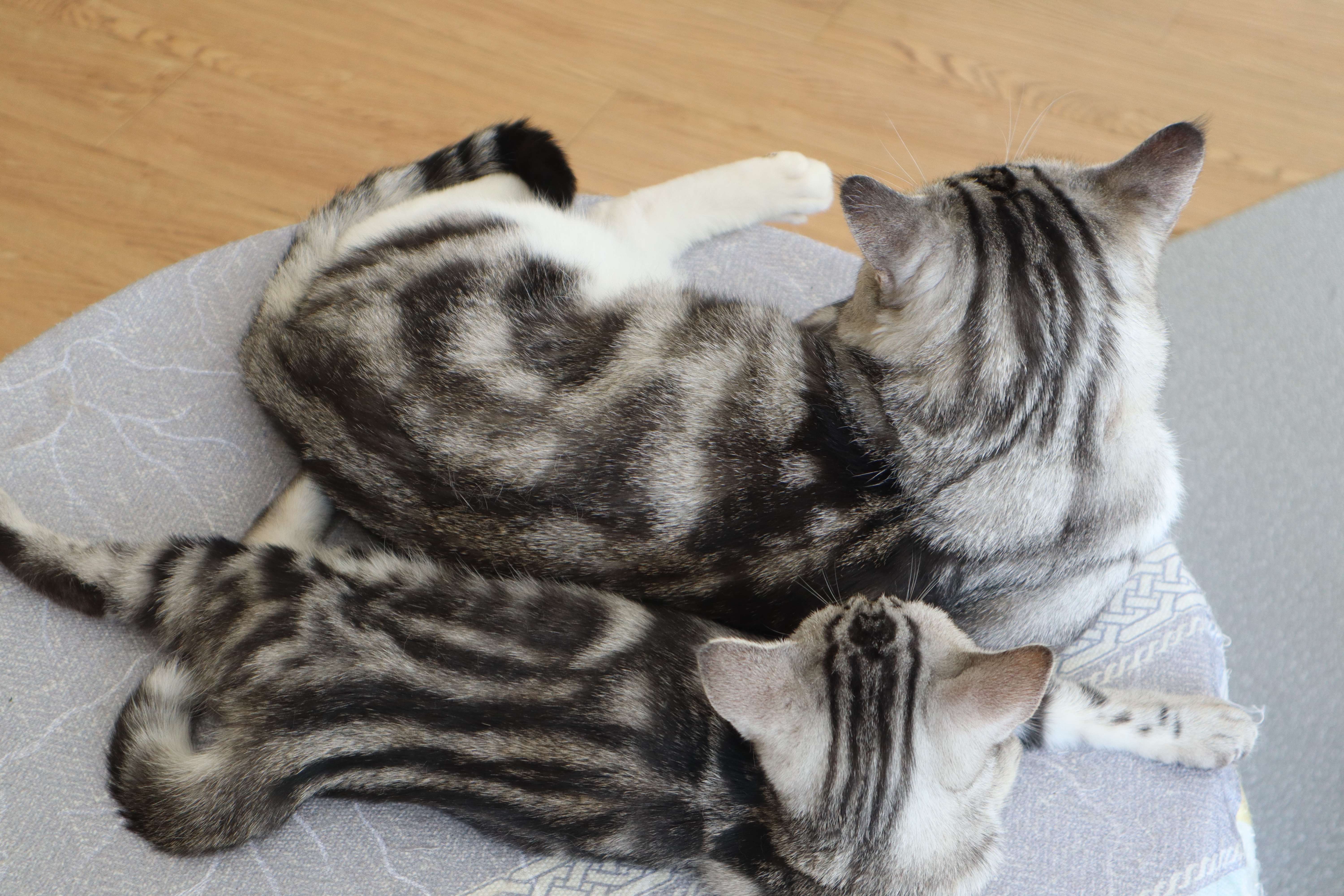 公猫咪绝育与不绝育,猫咪绝育前应该注意的是什么