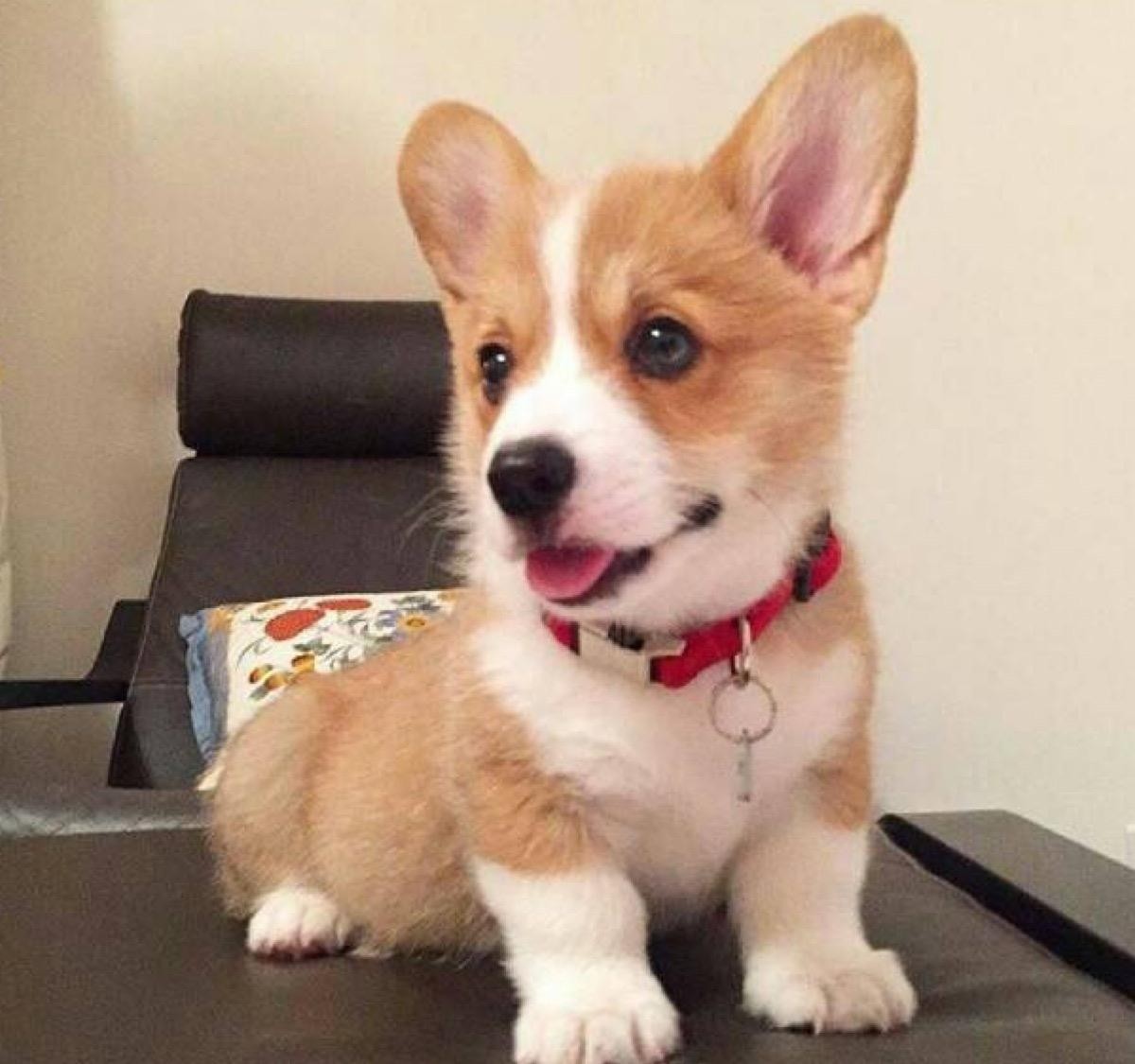 狗狗有一个指甲是黑色的怎么回事,狗狗指甲根部像淤血一样怎么回事