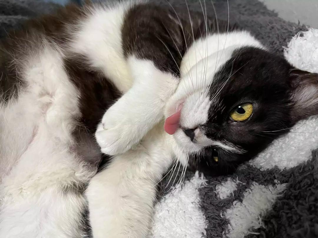 养仓鼠死亡事件,养的仓鼠突然死了