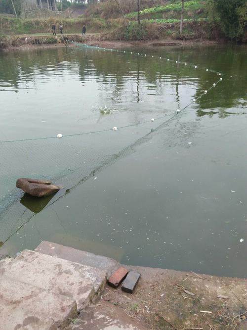 微生物除臭剂在鱼塘中如何快速处理臭味？