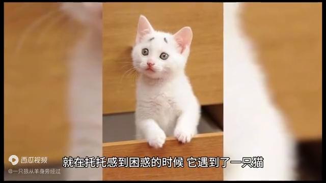 会魔法的小狗动画片,会魔法的狗狗视频