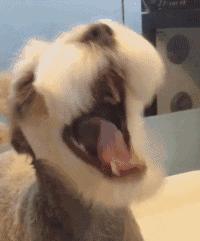 养狗新手推荐什么狗便宜,买什么狗最好养又便宜