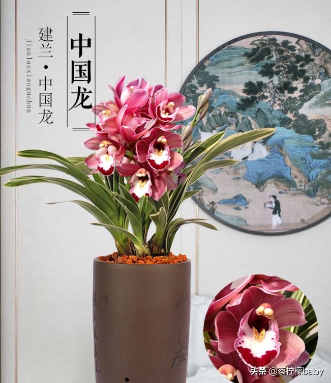 分享五种漂亮花卉,分享一款好看的月季