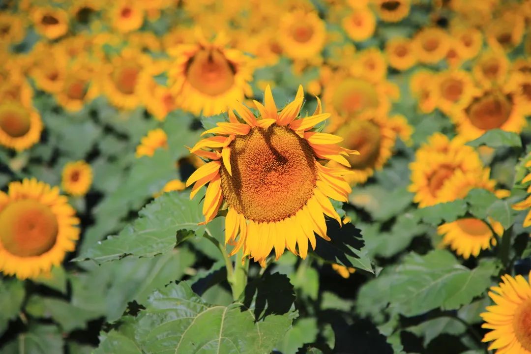 北京周边的向日葵花海,顺义向日葵花海
