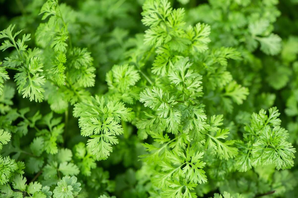 春季香菜露地种植几天出苗,春季香菜怎样防止出苔