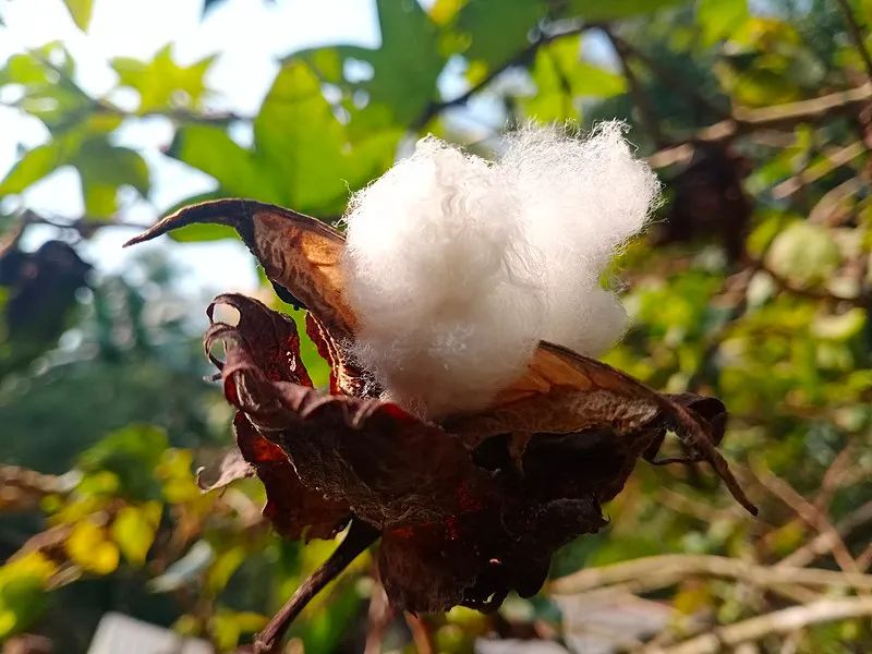 钱和*弹子**都用棉花造，欧洲*火军**商几乎都从我国买它