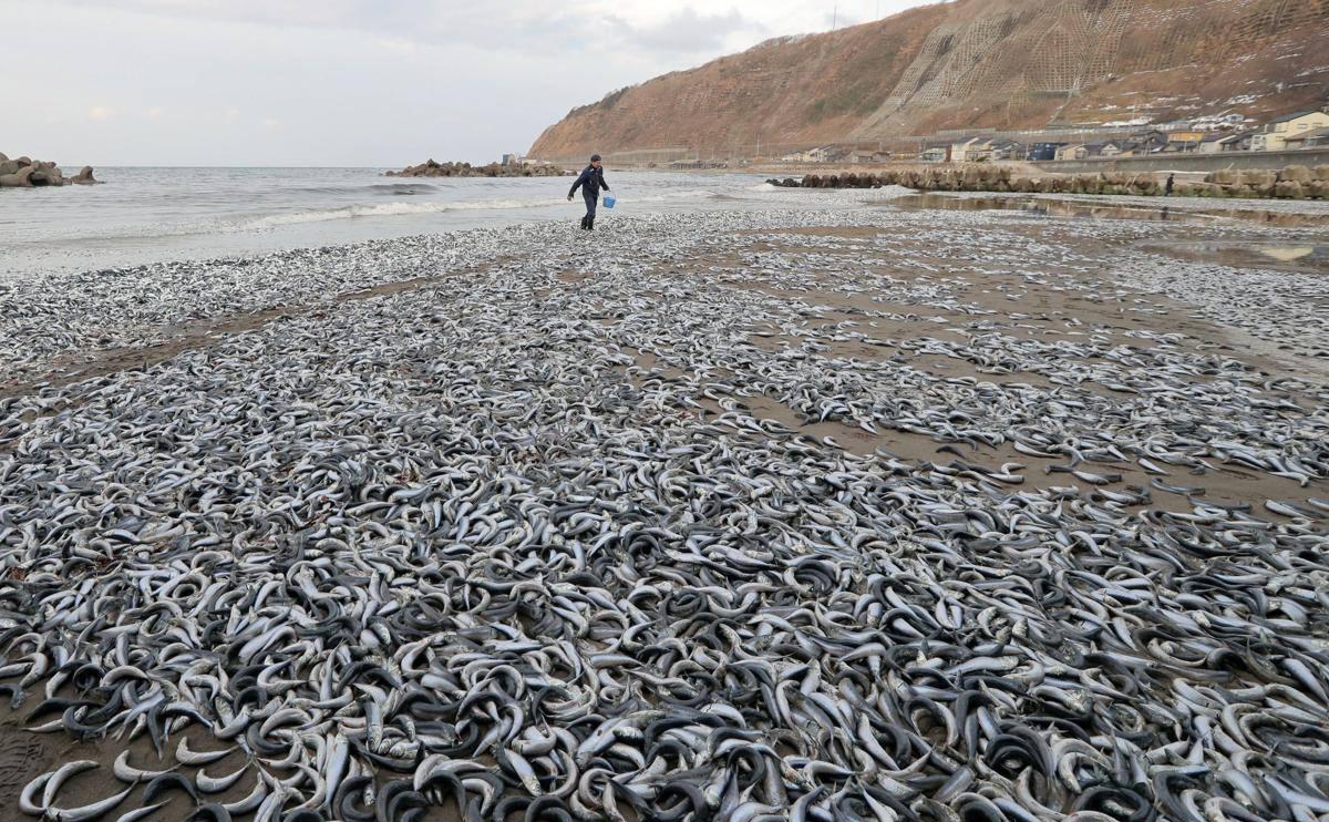 日本的海鲜还能进入中国市场吗,日本海鲜从哪里流入中国市场的