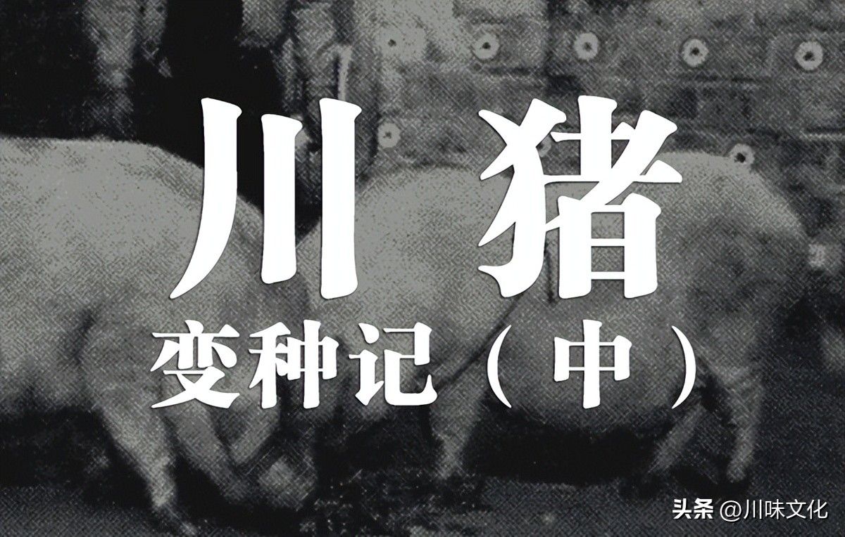 川猪变种记（中）转折