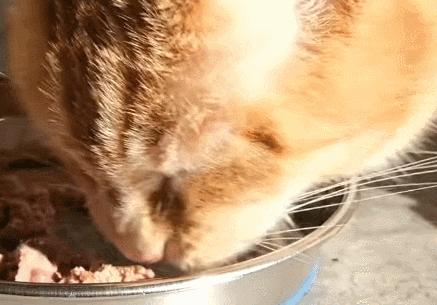 猫咪吃饭眼泪汪汪,猫咪吃饭流眼泪是为什么